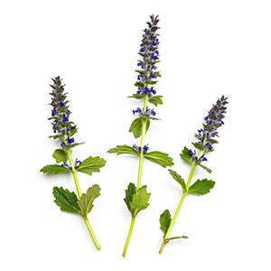 Patchouli
